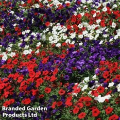 Petunia 'Easy Wave Union Jack Mix' -Lallatros Shop flag4
