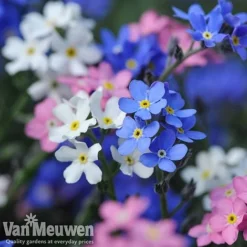 Forget-Me-Not 'Sylva Mixed' (Garden Ready) -Lallatros Shop forget 2