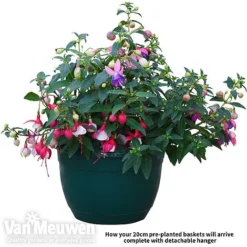 Fuchsia Trailing Pre-Planted Basket -Lallatros Shop fuch vm