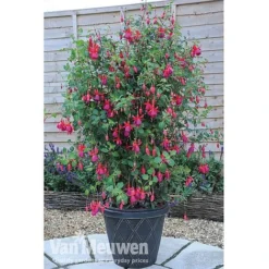 Fuchsia 'Fusion' -Lallatros Shop fuch3
