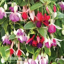 Fuchsia Trailing Pre-Planted Basket -Lallatros Shop fuchtrail