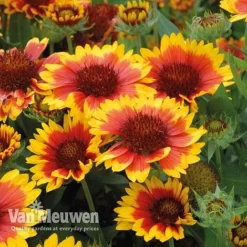 Gaillardia 'Arizona Sun' -Lallatros Shop gail v17402 C