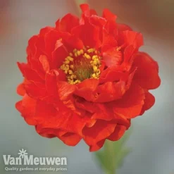 Garden Ready Perennial Collection -Lallatros Shop geum1
