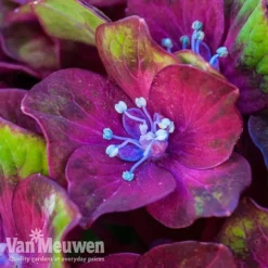 Hydrangea Macrophylla GLAM ROCK 'Horwack' -Lallatros Shop glam1