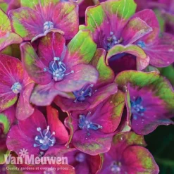 Hydrangea Macrophylla GLAM ROCK 'Horwack' -Lallatros Shop glam2