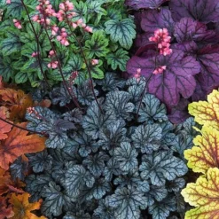 Heuchera 'Mosaic' -Lallatros Shop heuchera NOW1