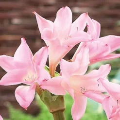 Amarcrinum Memoria-corsii 'Howardii' -Lallatros Shop howard