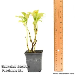 Hydrangea Macrophylla GLAM ROCK 'Horwack' -Lallatros Shop hydr