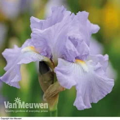 Iris Re-Blooming Collection -Lallatros Shop iris victoriafalls
