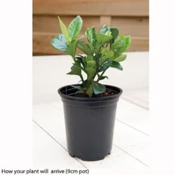 Gardenia Jasminoides 'Kleim's Hardy' -Lallatros Shop kleims example