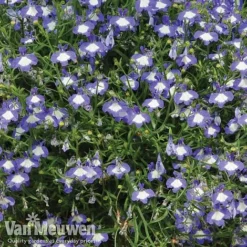 Lobelia 'Waterfall Ice Blue' -Lallatros Shop lob waterfall 2