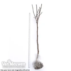 Magnolia 'Red Lucky' -Lallatros Shop magnolia arrival