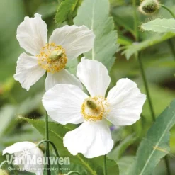 Meconopsis 'Union Jack' Collection -Lallatros Shop meco