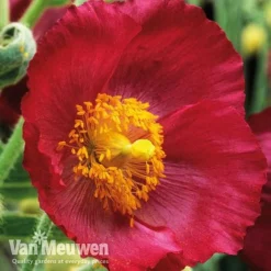 Meconopsis 'Union Jack' Collection -Lallatros Shop meco3