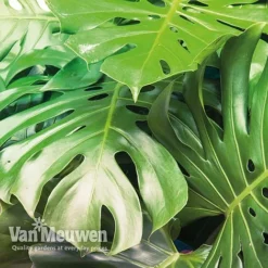 Monstera Deliciosa (House Plant) -Lallatros Shop mons vka2925 c