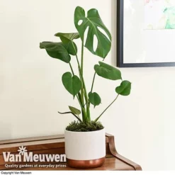 Monstera Deliciosa (House Plant) -Lallatros Shop mons vka2925 d