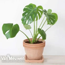 Monstera Deliciosa (House Plant)