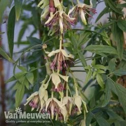 Clematis Napaulensis -Lallatros Shop nap