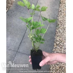 Clematis 'New Love' -Lallatros Shop new love