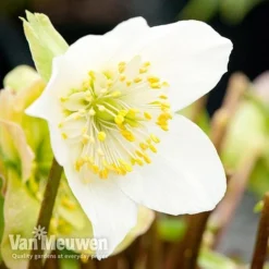Hellebore 'Christmas Rose' -Lallatros Shop niger