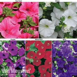 Petunia Surfinia® Collection -Lallatros Shop petu 60645 main