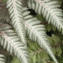 Fantastic Fern 'Pewter Lace' -Lallatros Shop pewter21