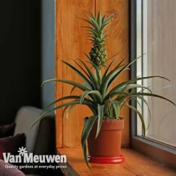 Pineapple Plant -Lallatros Shop pine v80761 b