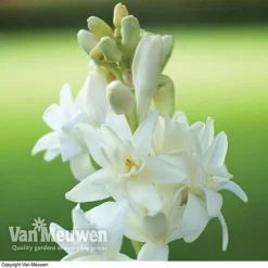 Polianthes Tuberosa 'The Pearl' -Lallatros Shop polianth tub1