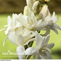 Polianthes Tuberosa 'The Pearl' -Lallatros Shop polianth tub2