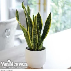 Sansevieria Trifasciata Var. Laurentii (House Plant) -Lallatros Shop sans vka2937 c1