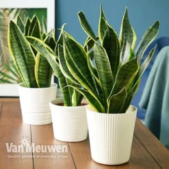 Sansevieria Trifasciata Var. Laurentii (House Plant)