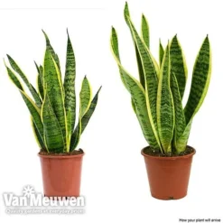 Sansevieria Trifasciata Var. Laurentii (House Plant) -Lallatros Shop sans vka2937 d1