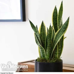 Sansevieria Trifasciata Var. Laurentii (House Plant) -Lallatros Shop sans vka2937 e