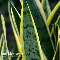 Sansevieria Trifasciata Var. Laurentii (House Plant) -Lallatros Shop sans vka2937 f