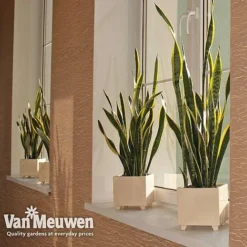 Sansevieria Trifasciata Var. Laurentii (House Plant) -Lallatros Shop sans vka2937 g