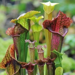 Sarracenia Leucophylla (House Plant) -Lallatros Shop sarr