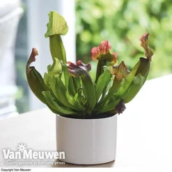 Sarracenia Leucophylla (House Plant)