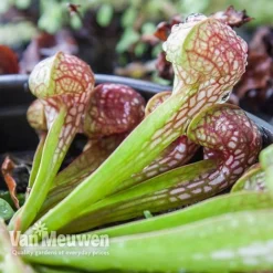 Sarracenia Leucophylla (House Plant) -Lallatros Shop sarracenia pitcher plant4