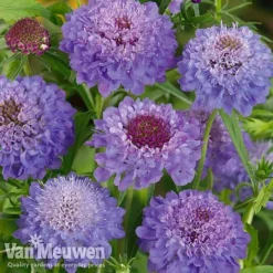 Garden Ready Perennial Collection -Lallatros Shop scabiosa