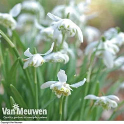 Snowdrops In The Green (Double Flowered) -Lallatros Shop snow v18342 d