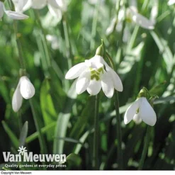 Snowdrops In The Green (Double Flowered) -Lallatros Shop snow v18342 e