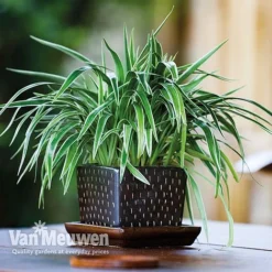 Chlorophytum Comosum 'Variegatum'