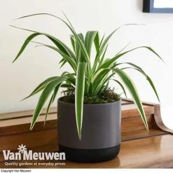 Chlorophytum Comosum 'Variegatum' -Lallatros Shop spider plant variegated 6