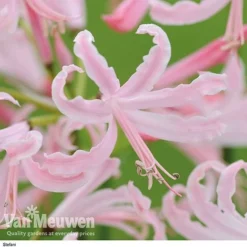 Nerine Bowdenii Collection -Lallatros Shop stefani