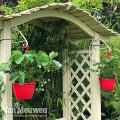 Strawberry 'Elsanta' (Pre-planted Baskets) -Lallatros Shop strawberr