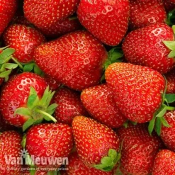 Strawberry 'Elsanta' (Pre-planted Baskets) -Lallatros Shop strawberryb
