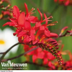 Summer Colour Bulb Collection -Lallatros Shop summer bulb V46129 e