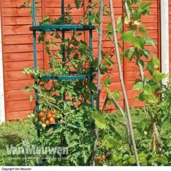 Tomato Growing Support -Lallatros Shop suppo