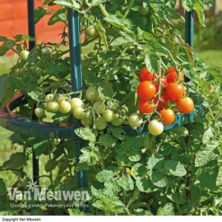 Tomato Growing Support -Lallatros Shop suppor