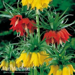 Fritillaria Imperialis 'Collection' -Lallatros Shop vfrit duo